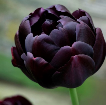Tulip Black Hero - Double Late