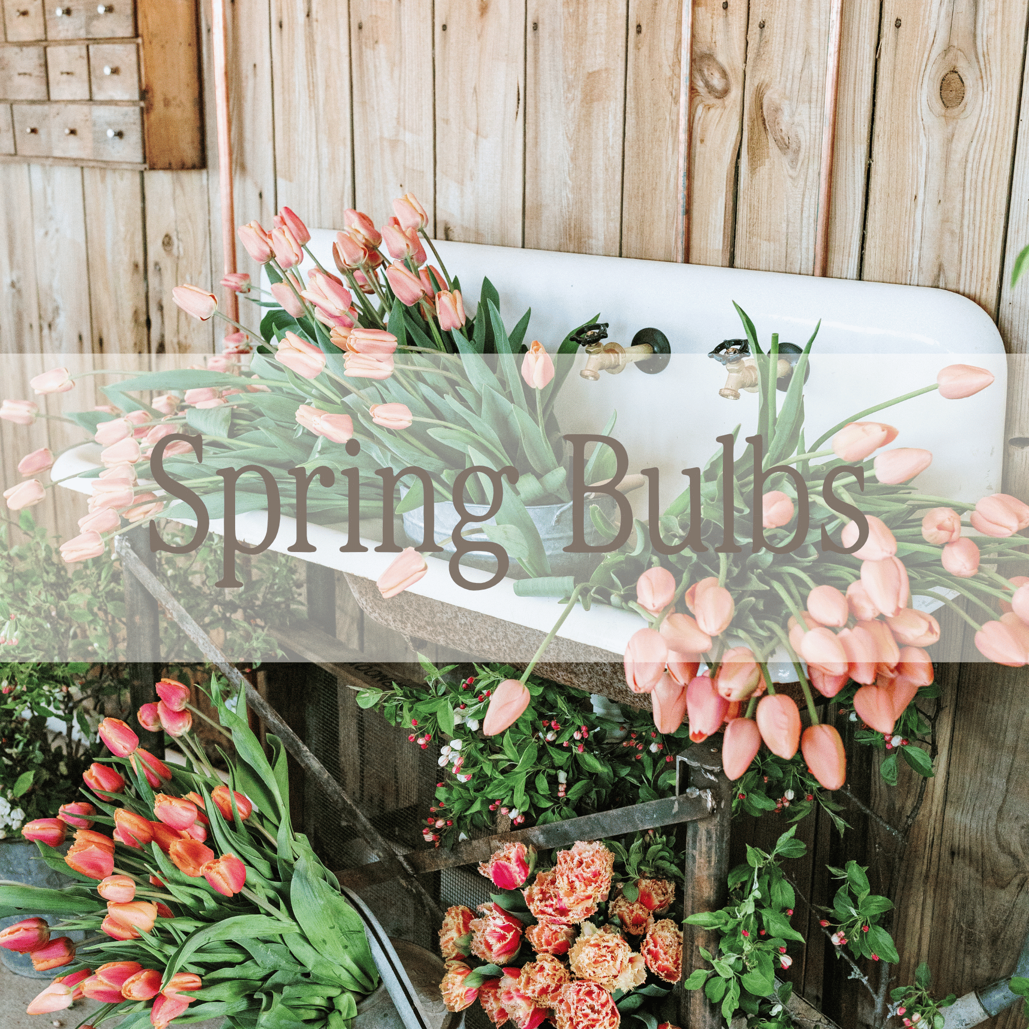 Spring Bulbs