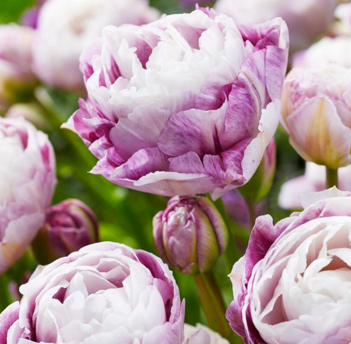Tulip Double Surprise - Double Late