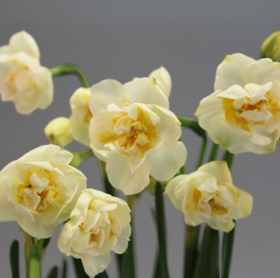 Daffodil Bridal Crown - Poetaz