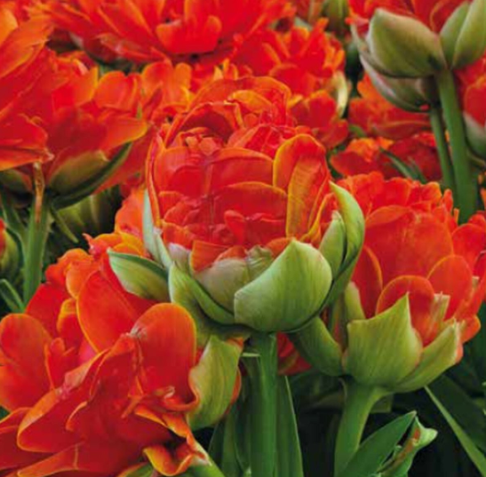 Tulip Royal Touch - Double Late Topsize
