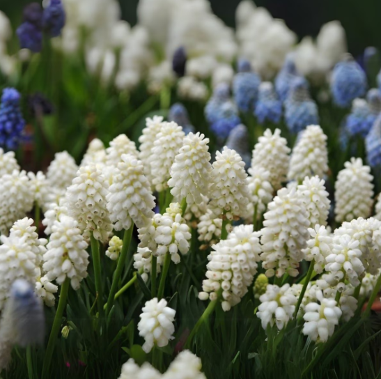 Muscari Armeniacum Album