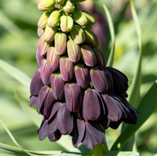 Fritillaria Purple Dynamite 20+.png