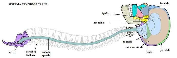 OSTEOPATIA CRANIO SACRALE