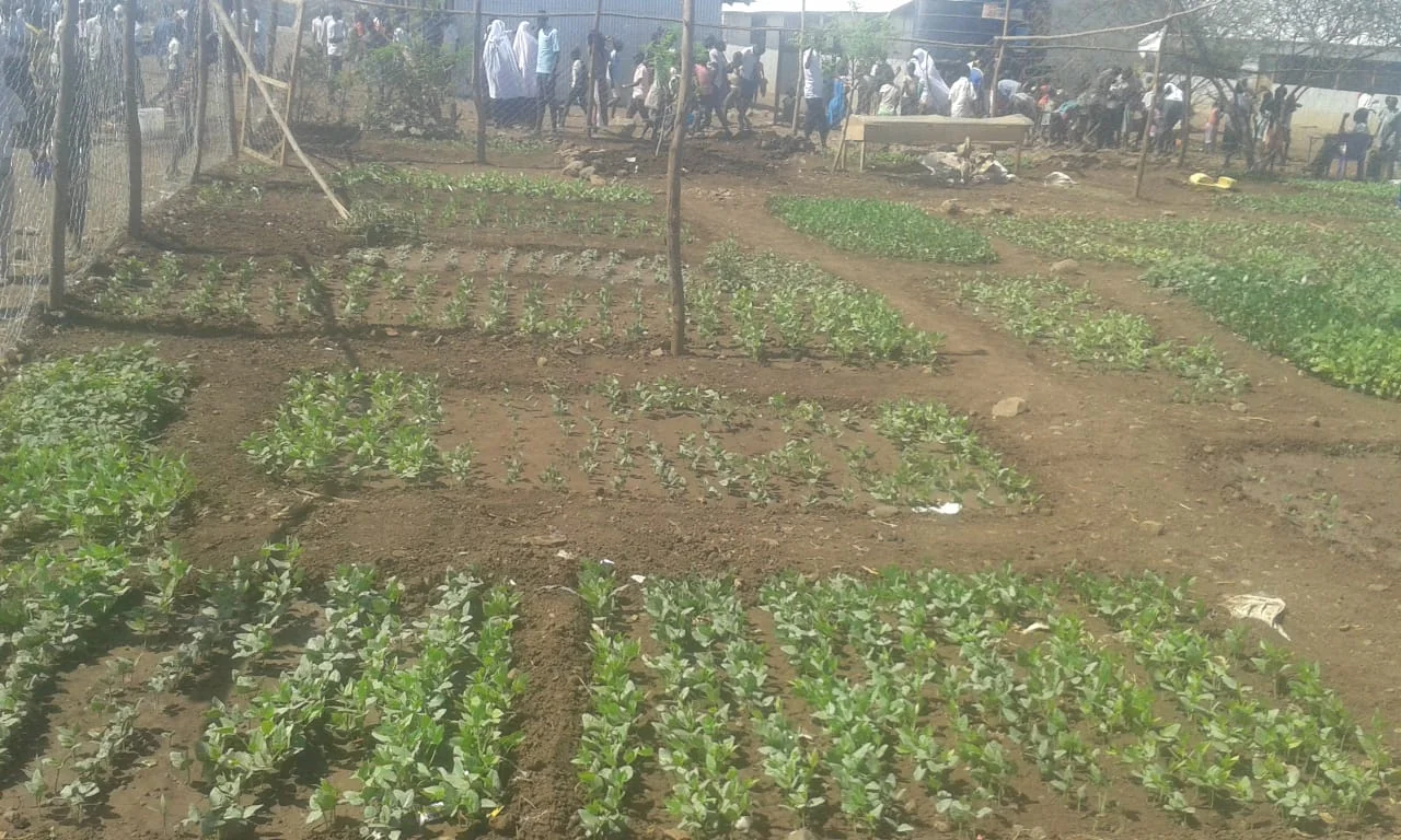 Urban Agriculture in Kalobiyei - Turkana County