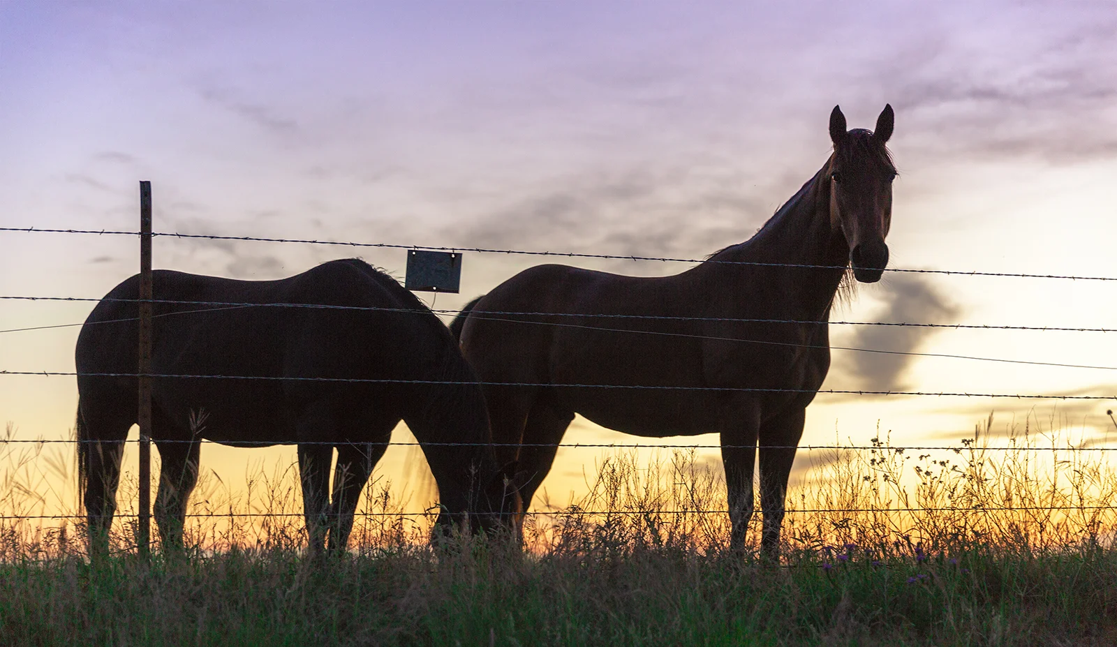 Horses.jpg