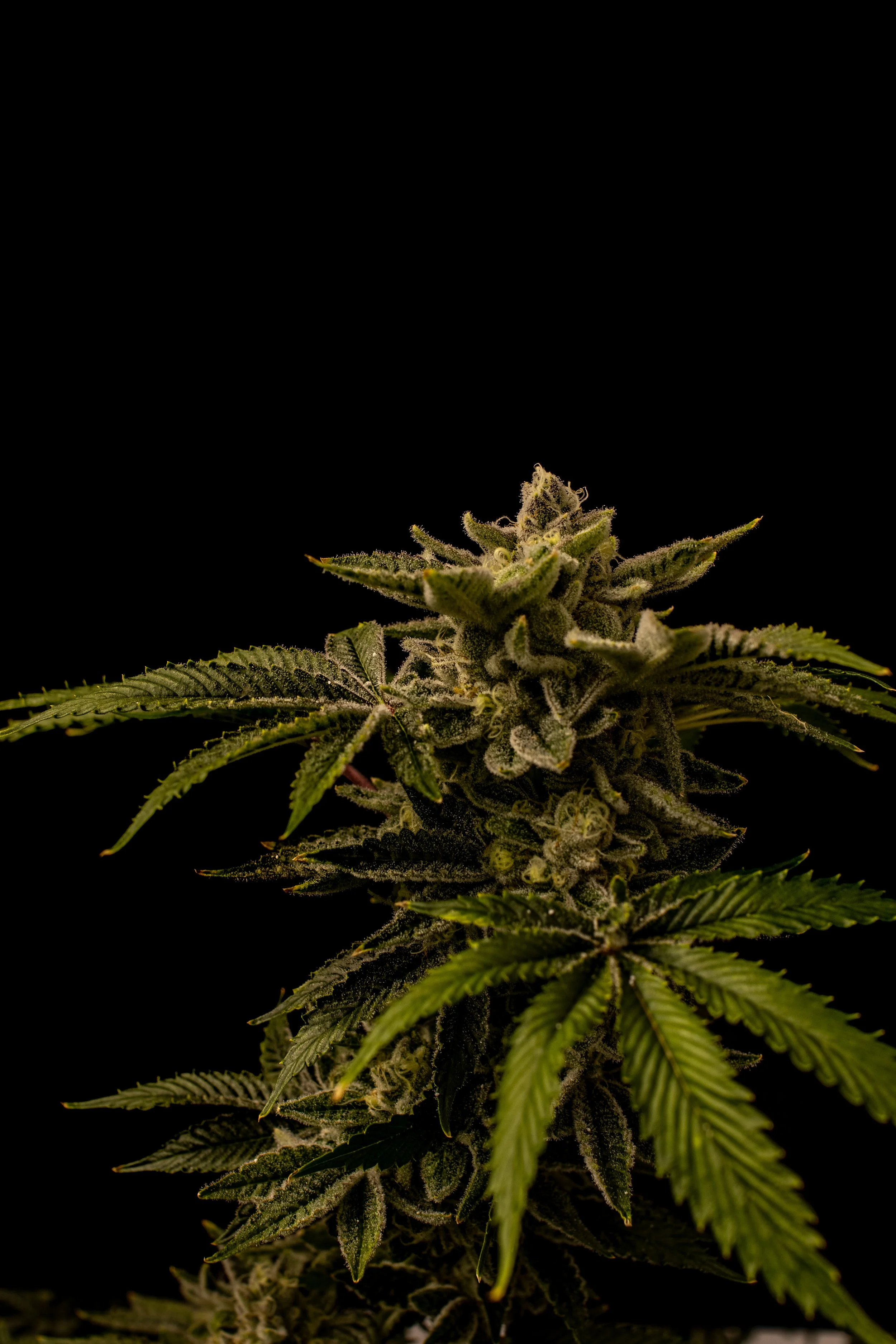 OrangeSkittlez-5.jpg