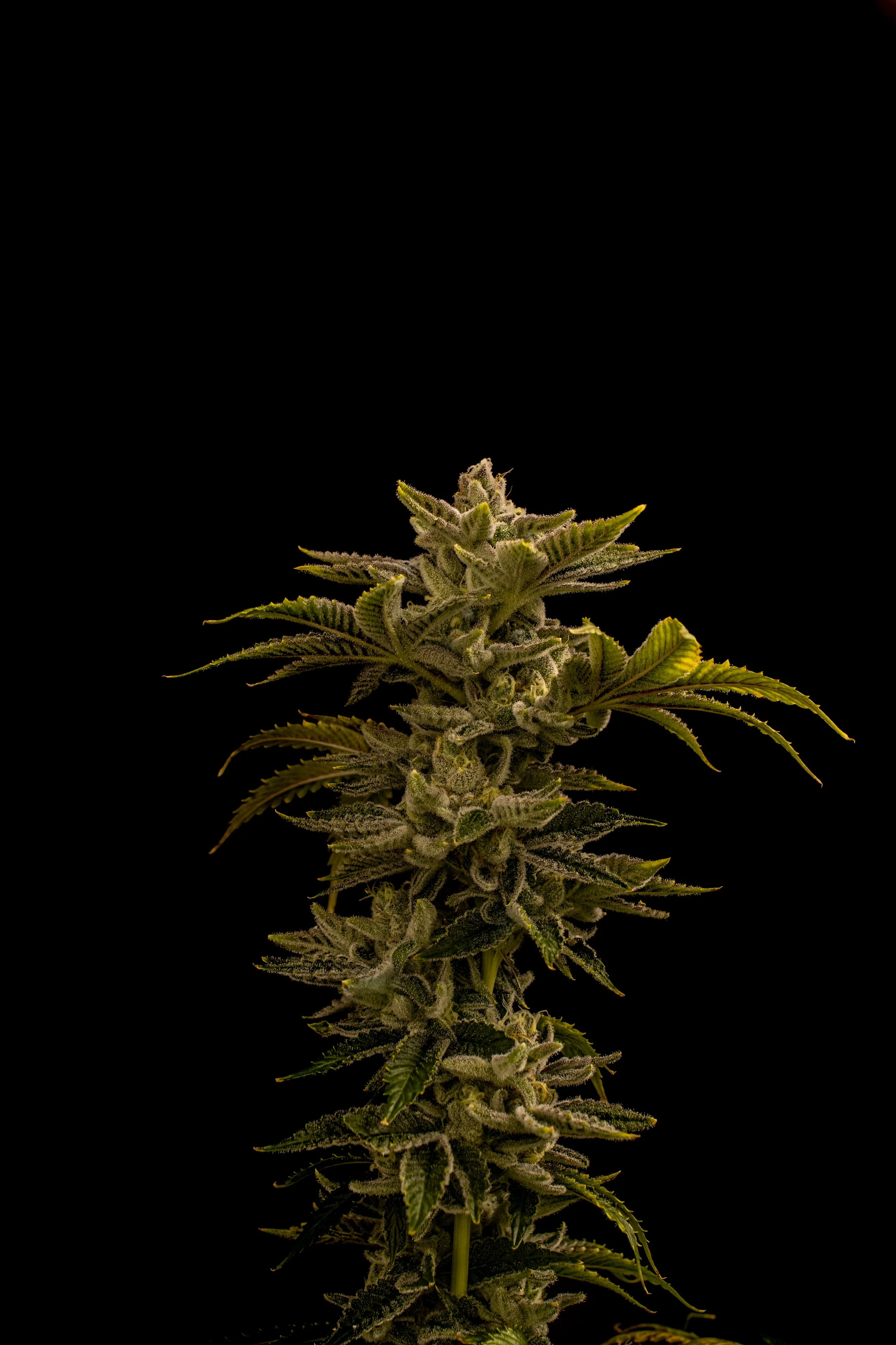 OrangeSkittlez-2.jpg