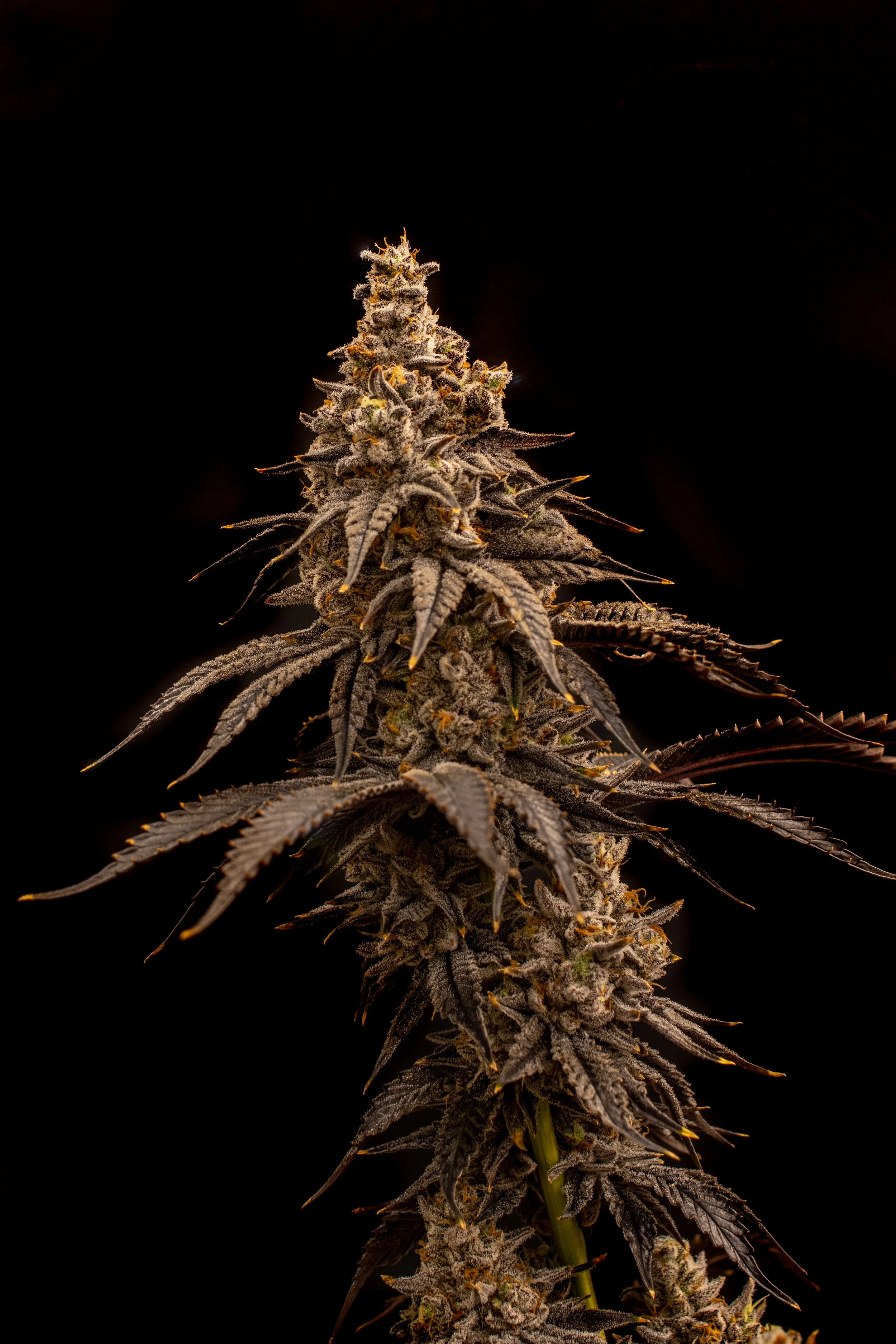 Moon Blend-3.jpg