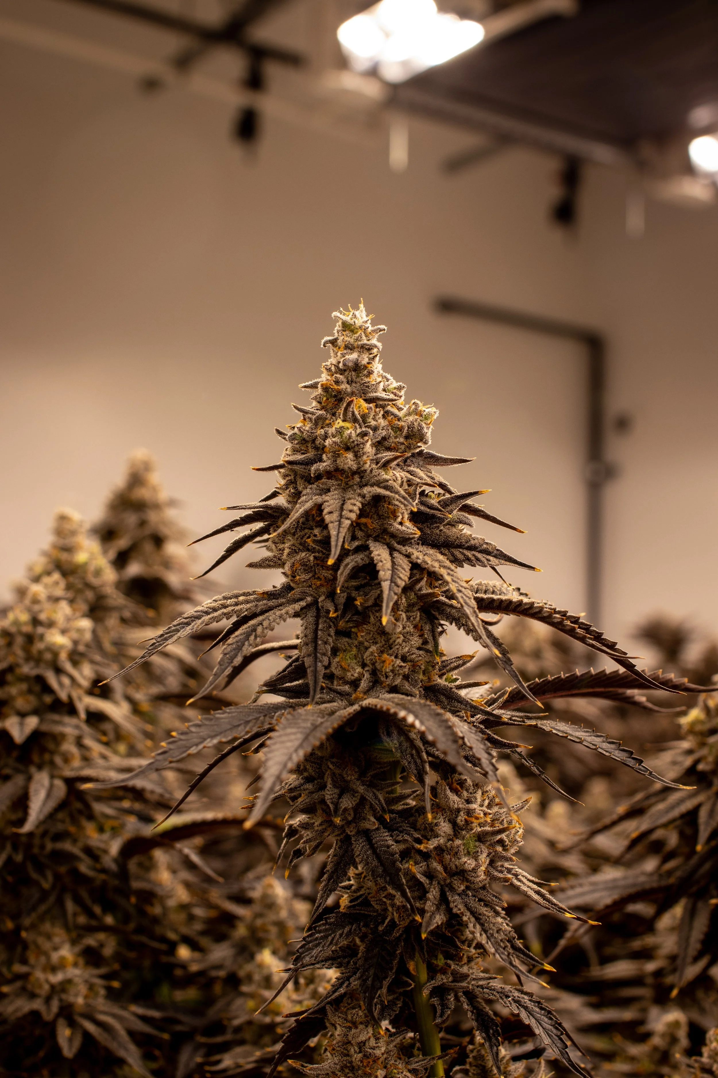 Moon Blend-4.jpg