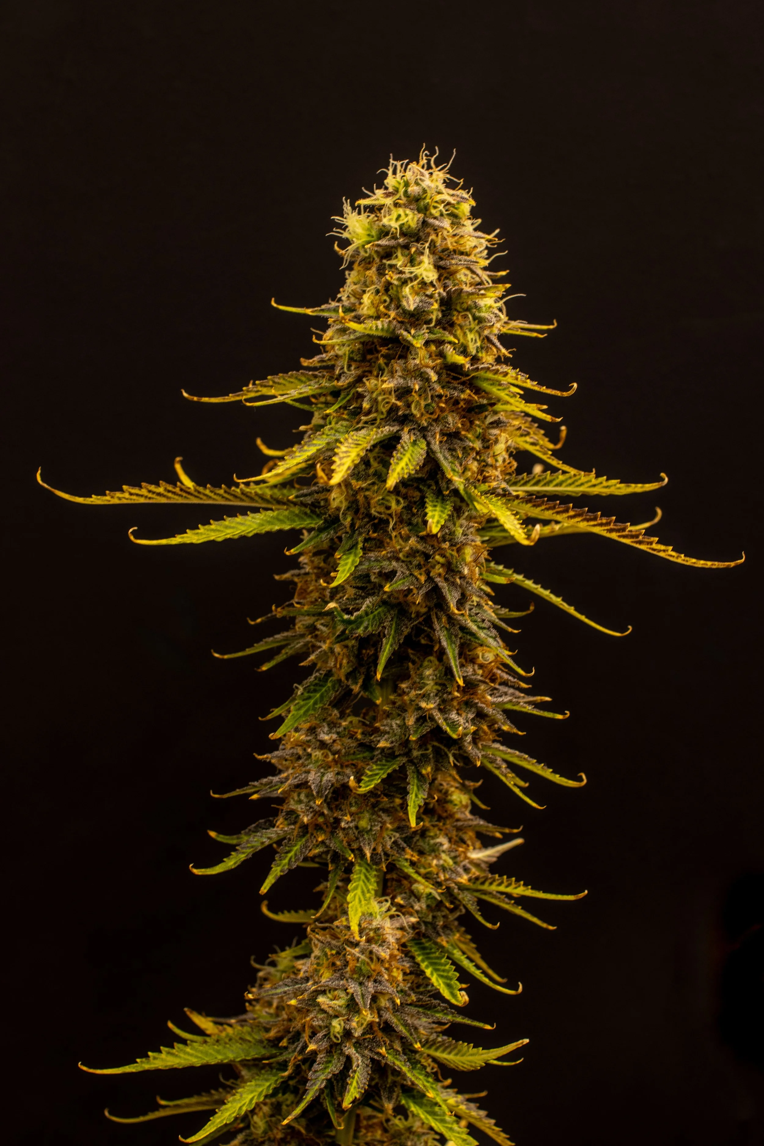 skunkberry-4.jpg
