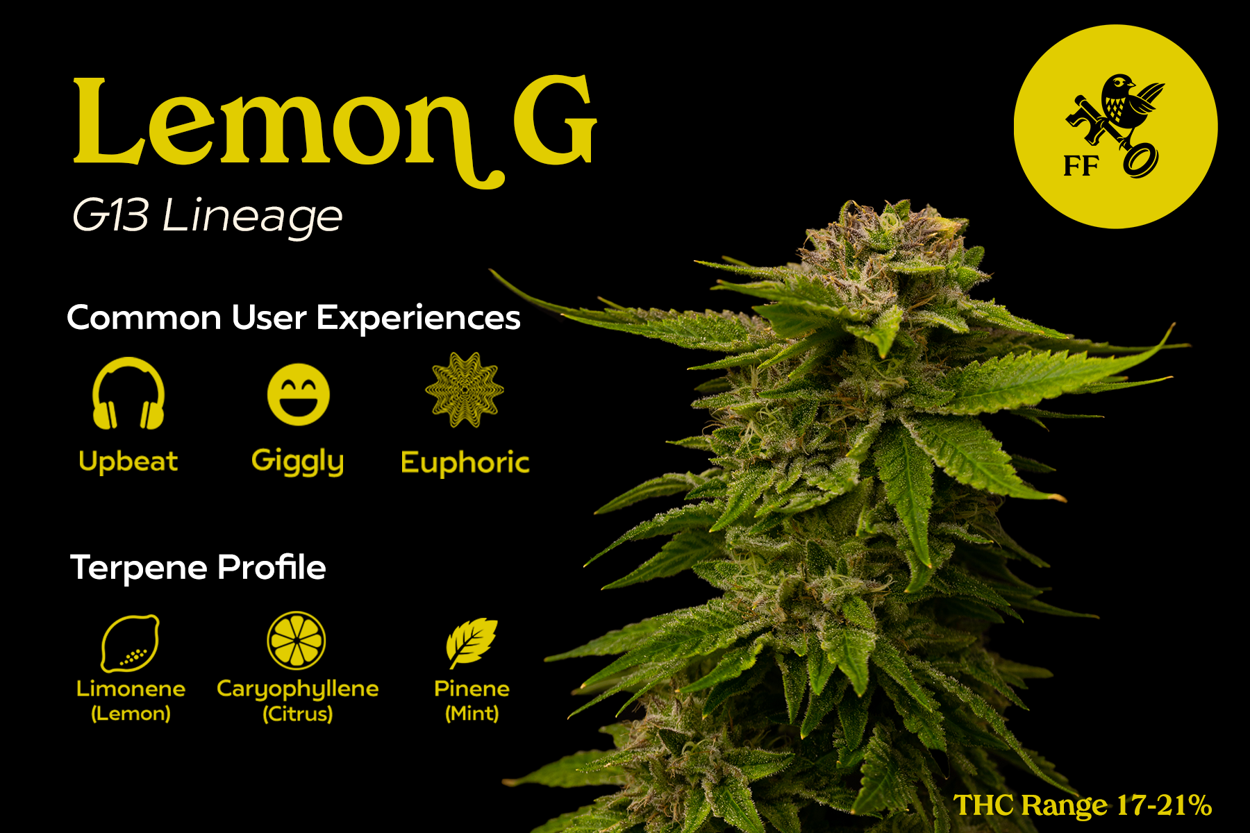 FF - Lemon G - Front.png