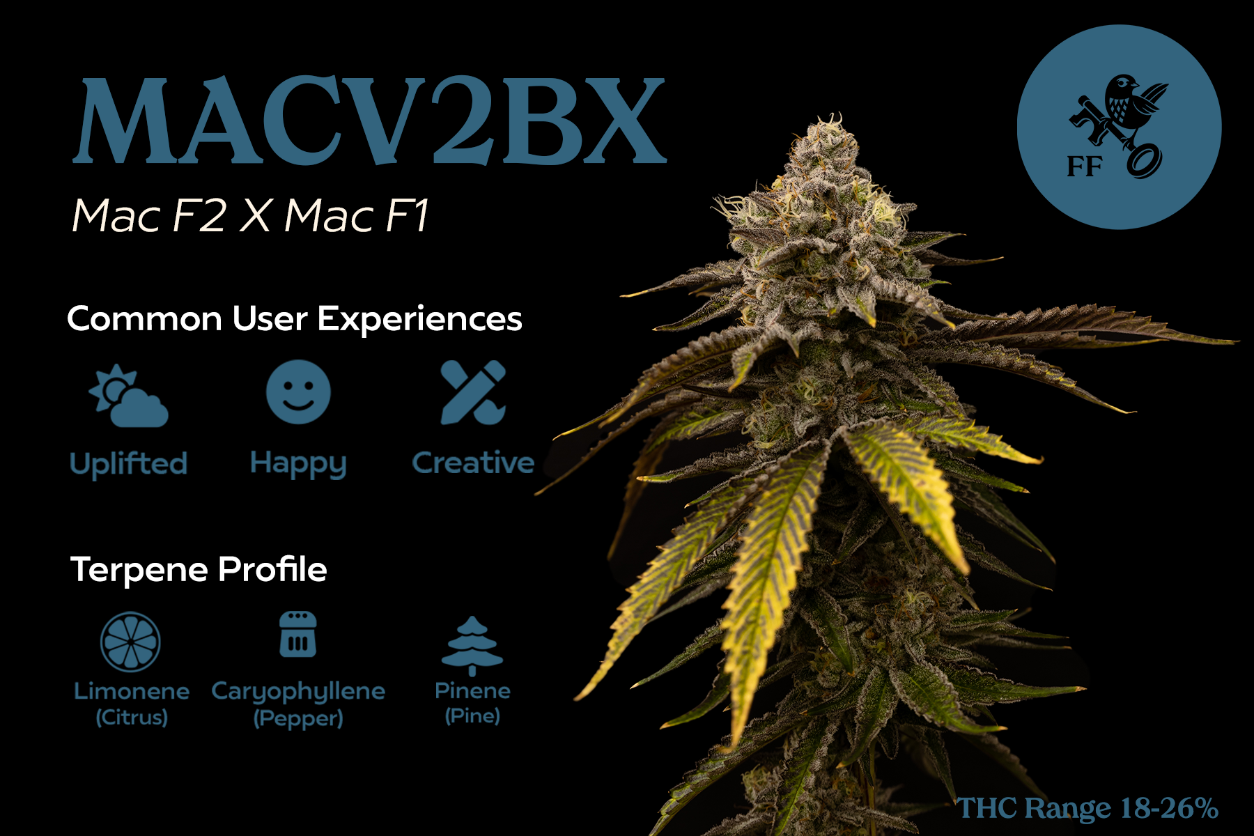 FF - MACV2BX - Front.png