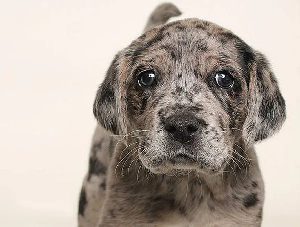 Adopt your new best friend!