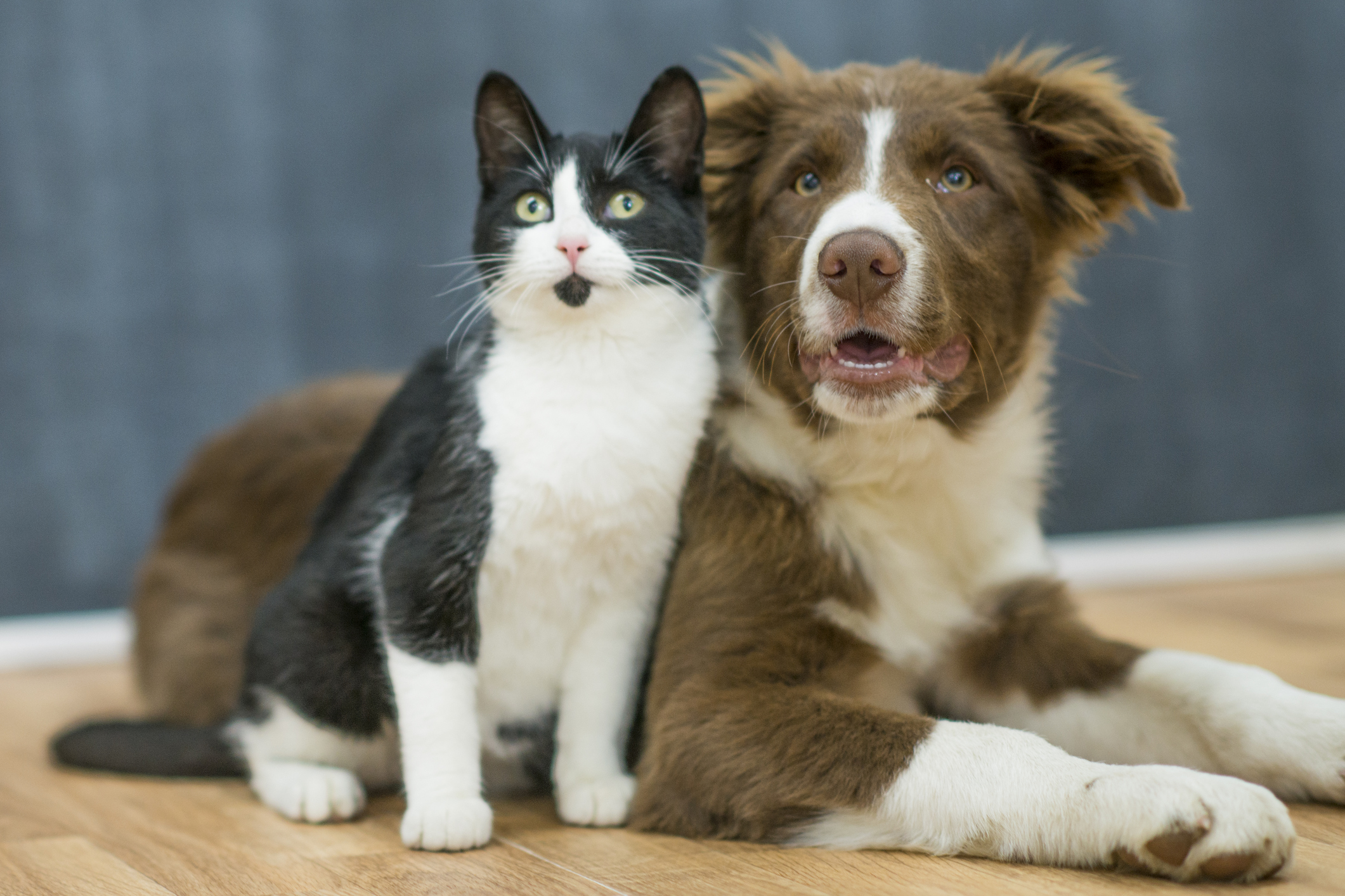 Adopt your new best friend! — Companion Animal Alliance
