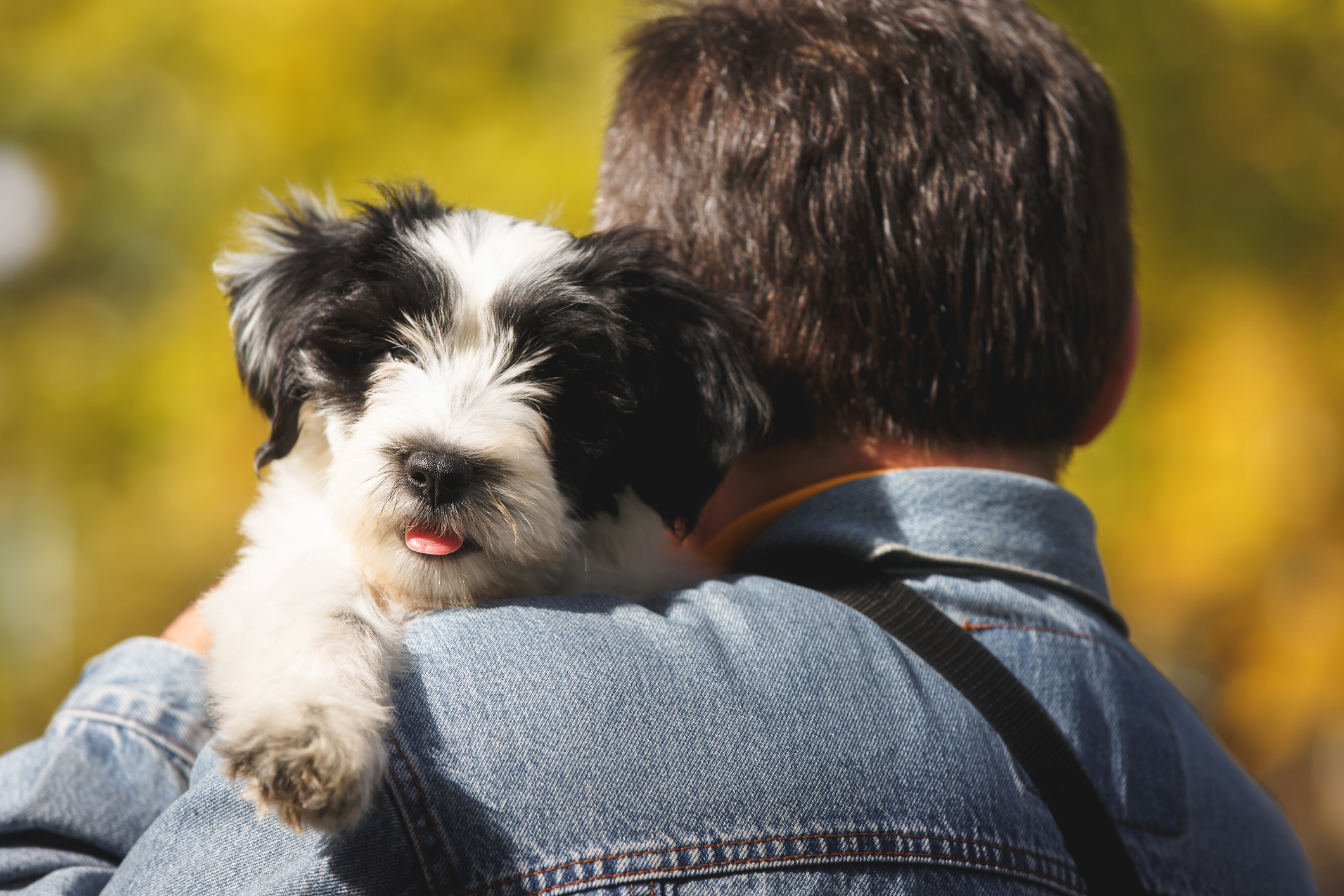 Companion Animal Alliance Companion Animal Alliance