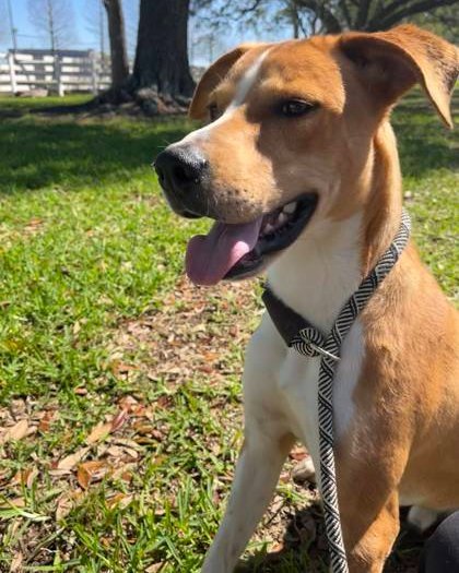 Need a little caffeine hit to get you through your Friday afternoon? Our afternoon #spawtlight Java is the dog for you!

Java is 1 year old male mixed breed of good boy and best friend. He's very playful, is a big fan of belly rubs, is food motivated