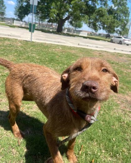 Monday's always need a little extra sweetness, say hello to our #Spawtlight Turtle!

Turtle available for ⭐foster or adoption⭐ and is a 1 and a half year old female terrier mix with caramel colored eyes that will just make you melt! 🫠 

Turtle has e