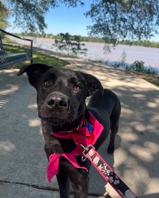 Happy $10 Tuesday! Adoption fees are only $10 today for all available spayed and neutered animals, and that includes our #Spawtlight Miss Jubilee! 

Jubilee is a beautiful 1 year old retriever mix who is a favorite among our volunteers for the &quot;