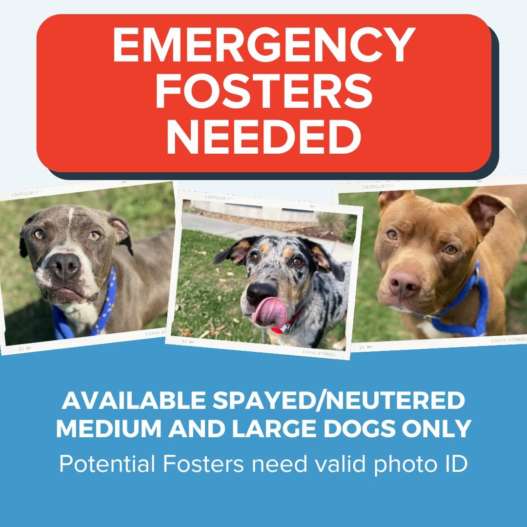 🚨EMERGENCY FOSTERS NEEDED🚨

We have multiple dogs in our outside overflow kennels and are anticipating more coming so we are putting out the call for a minimum of 30 emergency fosters for available spayed/neutered medium and large sized dogs. 

Fos