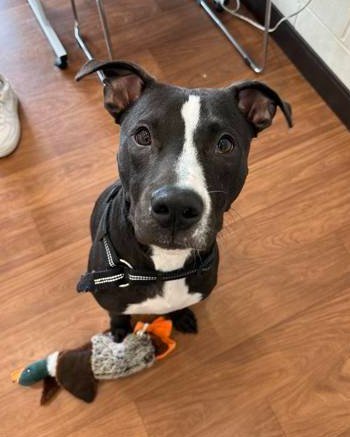 🚨We are still in need of Emergency Fosters🚨, think you may be able to help? check out this afternoon's #spawtlight...say hello to Kash!

Kash is a 1 year old purebred good boy and is available for ⭐foster or adoption!⭐ An active young pup, he's alr