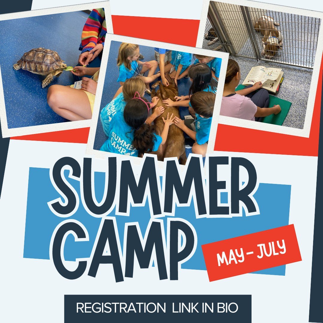 📢Registration for Summer Camp at CAA is open NOW!🐾

Whether it's Camp Luv-a-Pet for ages 6-8, or Camp Unleashed for ages 9-11, we have something for everyone! 

Camps run a week at a time from May-July so register now though the link in our bio!

#