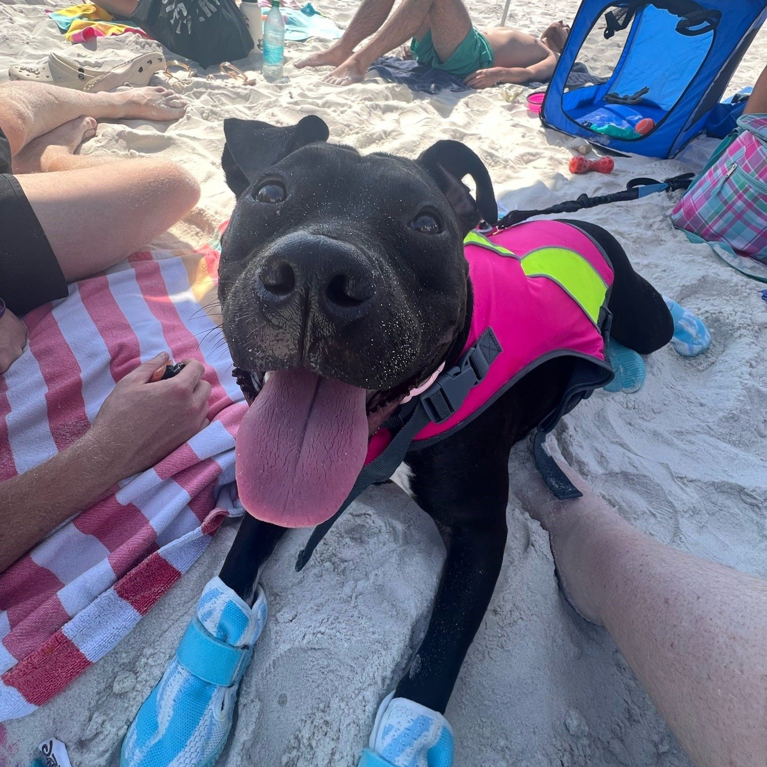 Giving Tuesday continues with a special adoption story from Amelie and Ziggy (formerly Chickpea)!

Amelie adopted Ziggy in March of this year and she shares, &quot;I&rsquo;ve grown up with dogs my whole life and they have always been a spot of comfor