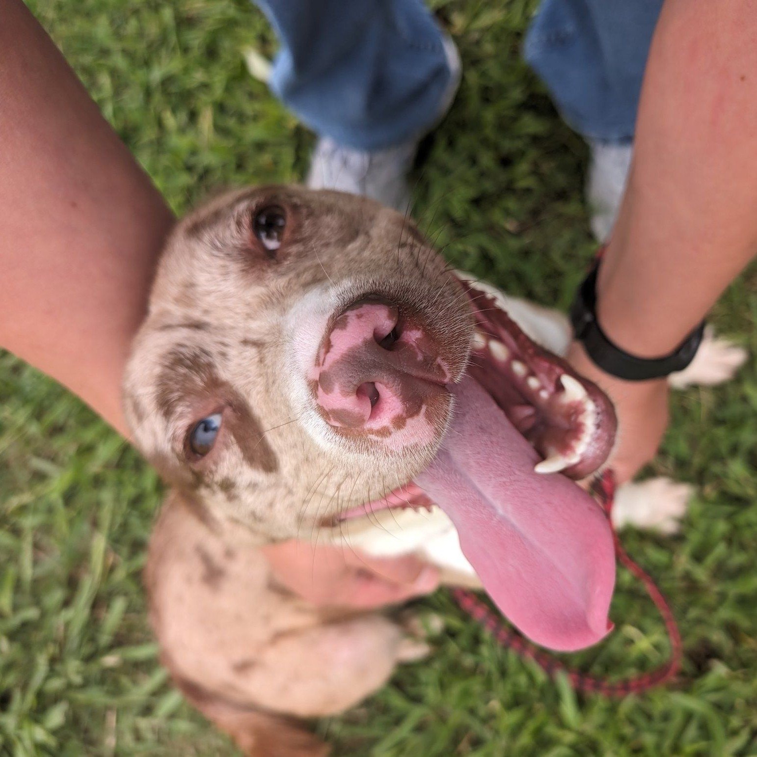 #GivingTuesday continues with a Happy Tail from Cyd and Maggie(formerly Cookie)! 

Here's what Cyd had to say about adopting Maggie, &quot;We adopted Maggie after having to say goodbye to two of our senior dogs pretty much back to back. Our hearts we