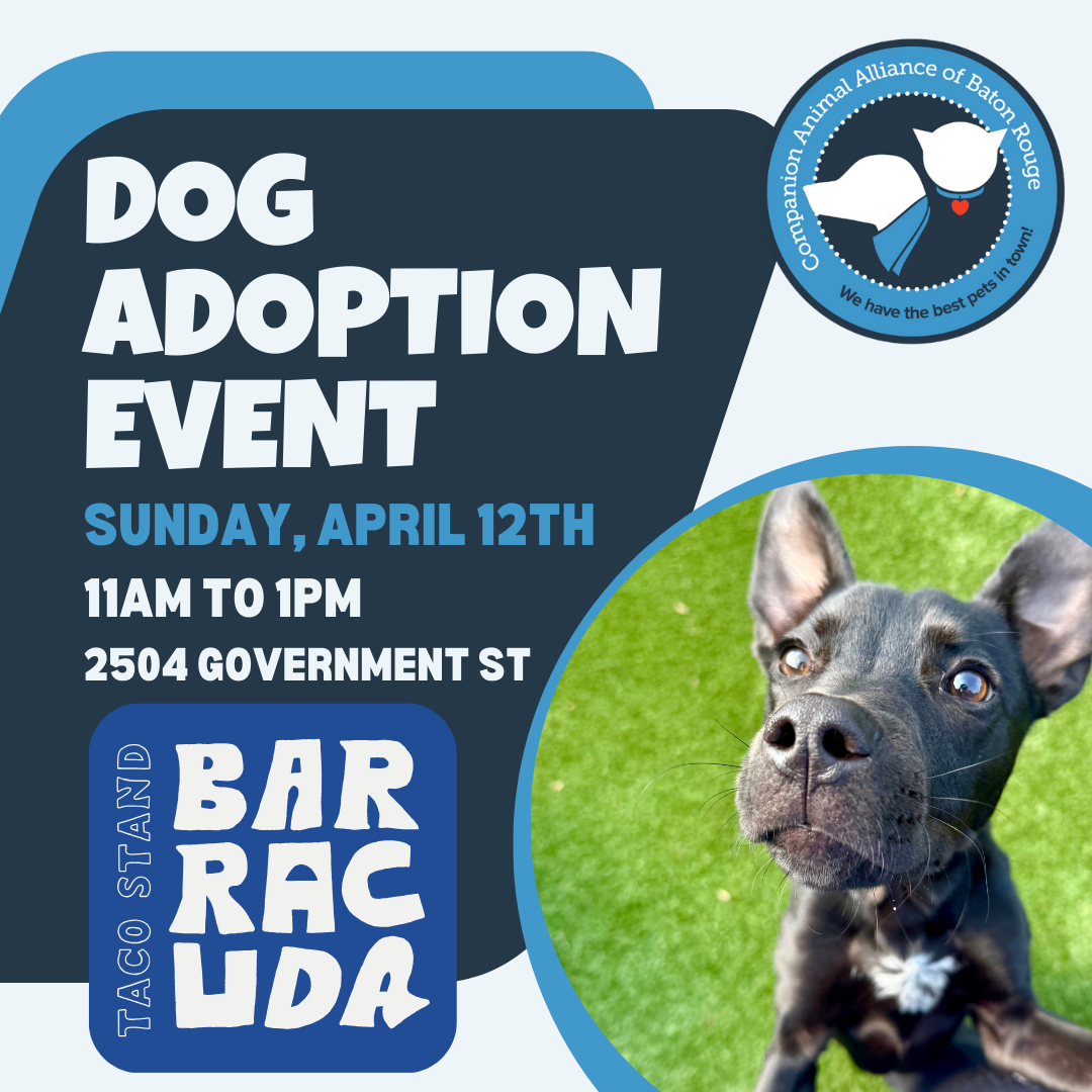 Dog Adoption Event at Barracuda Taco Stand    