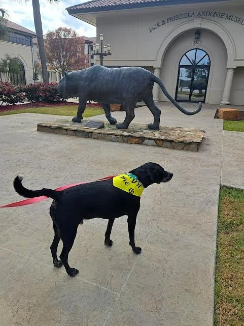 Ozzy Pawsbourne 159540.jpg