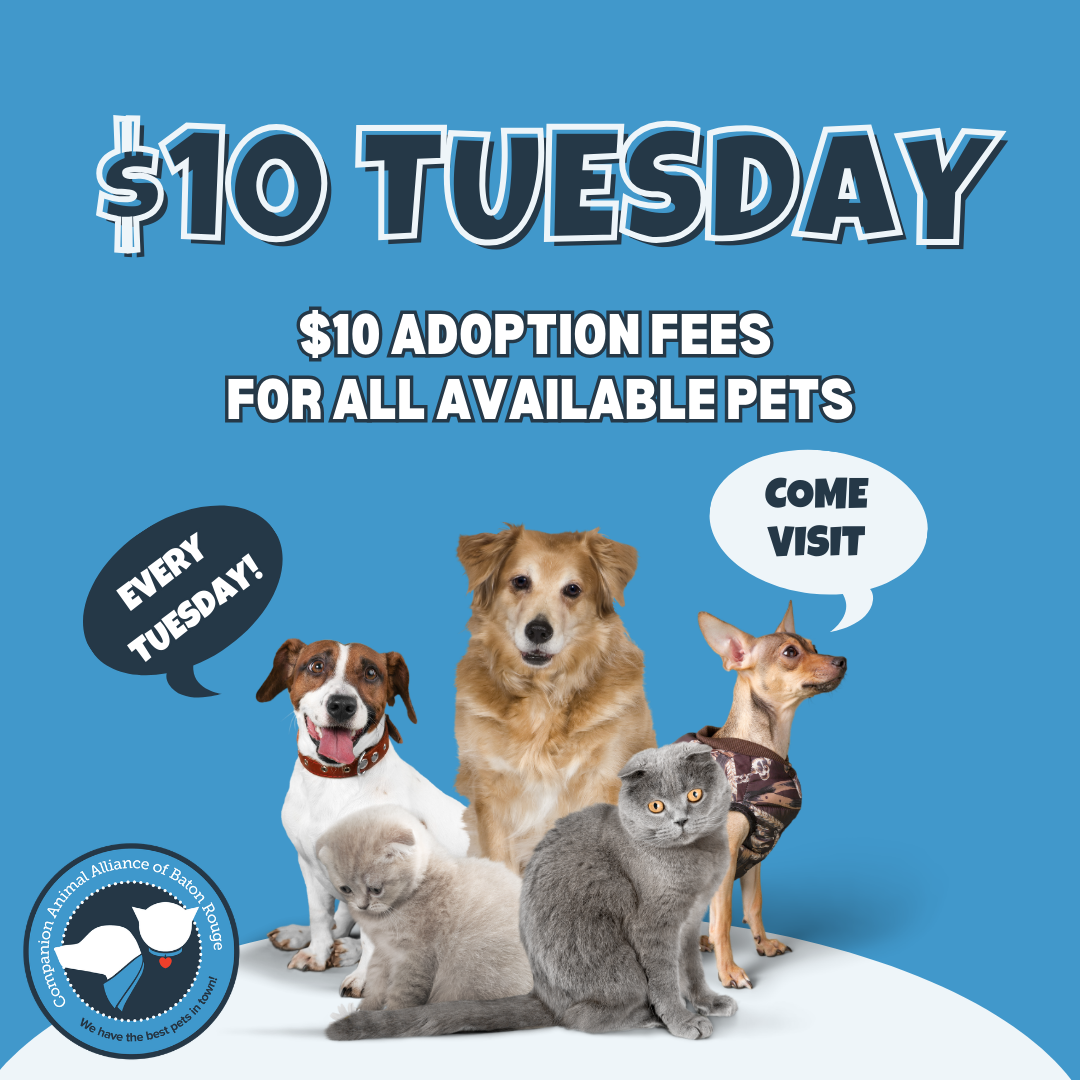 $10 Tuesdays     