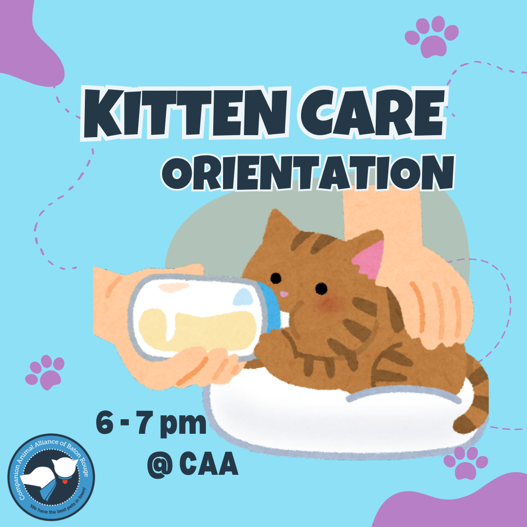 Kitten Care Orientation 