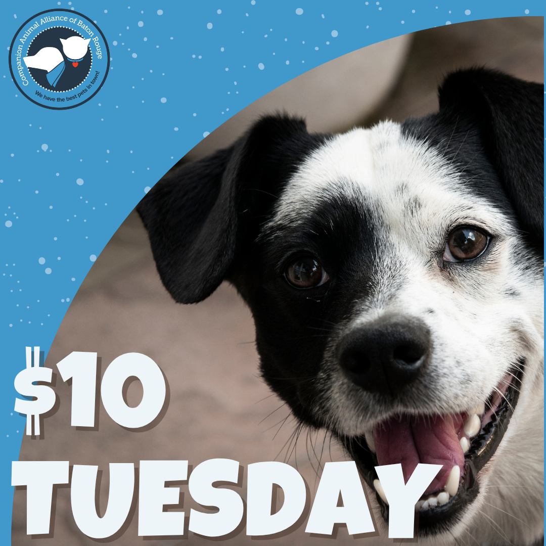$10 Tuesday!  