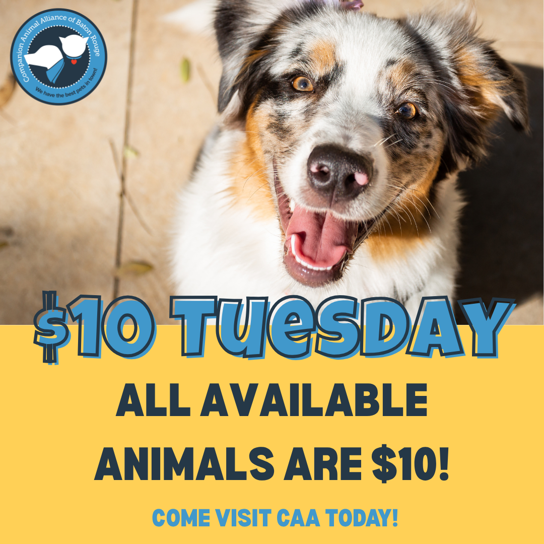 $10 Tuesday!  