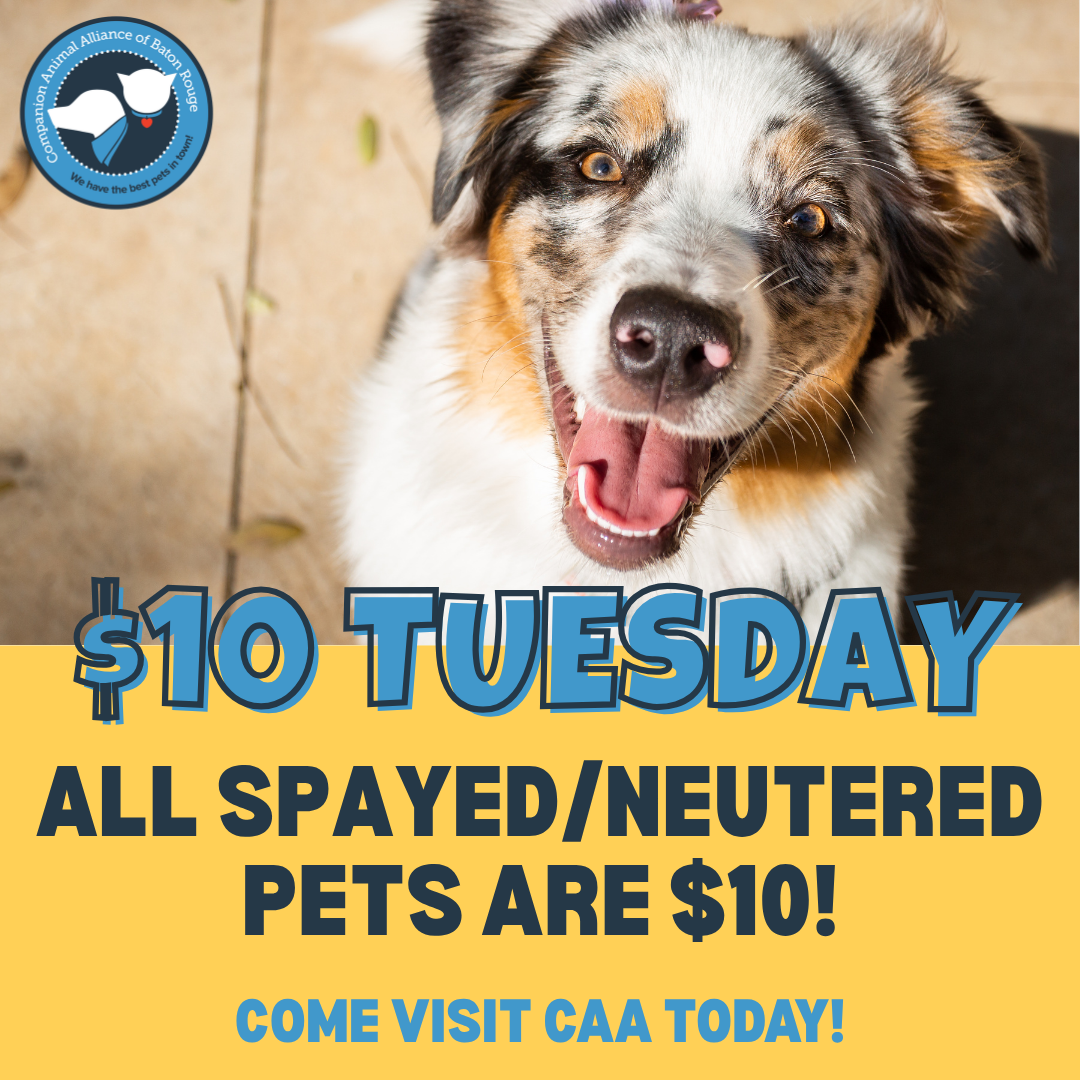 $10 Tuesday