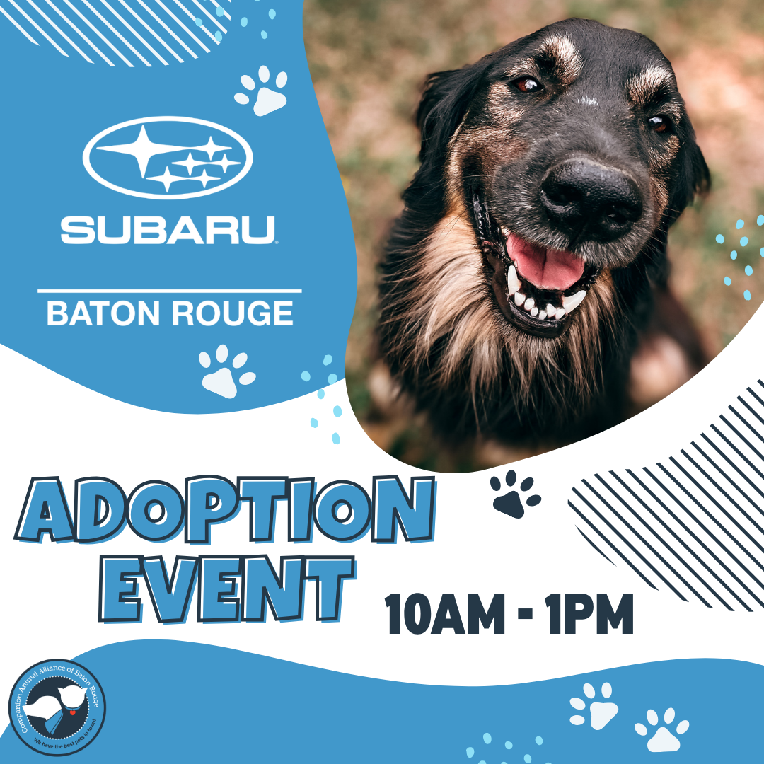 Subaru Adoption Event