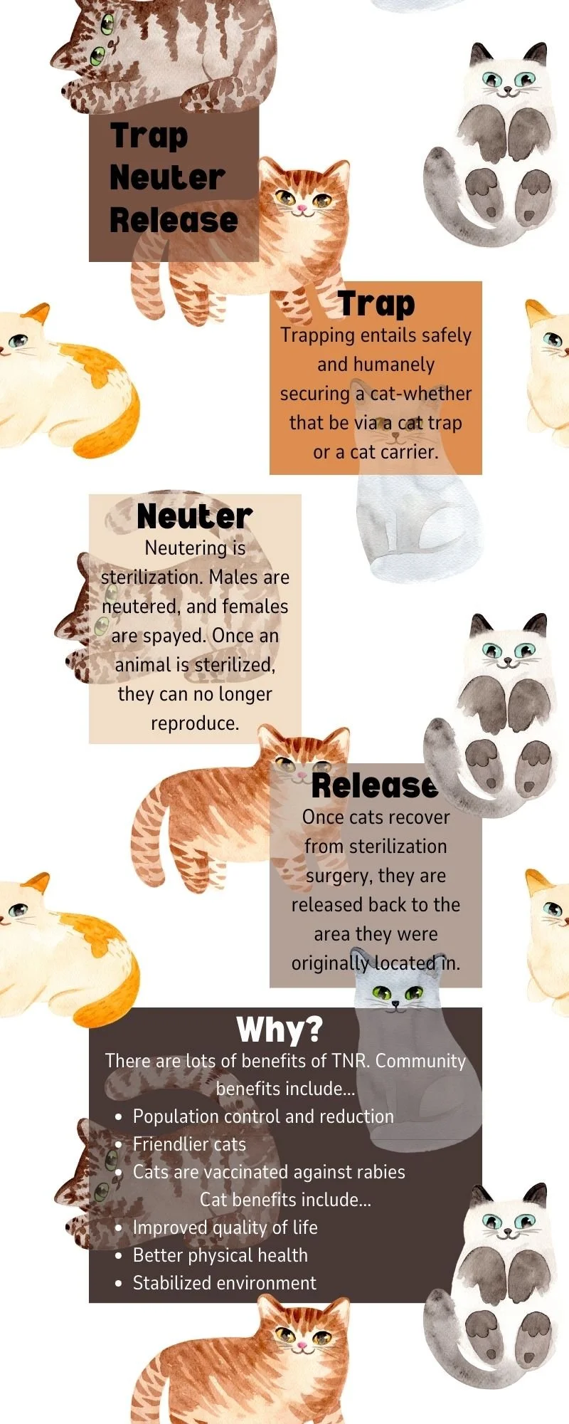 Cat Spay Feral Cats Near Me Trap Neuter Stray Cats Near Me Spay