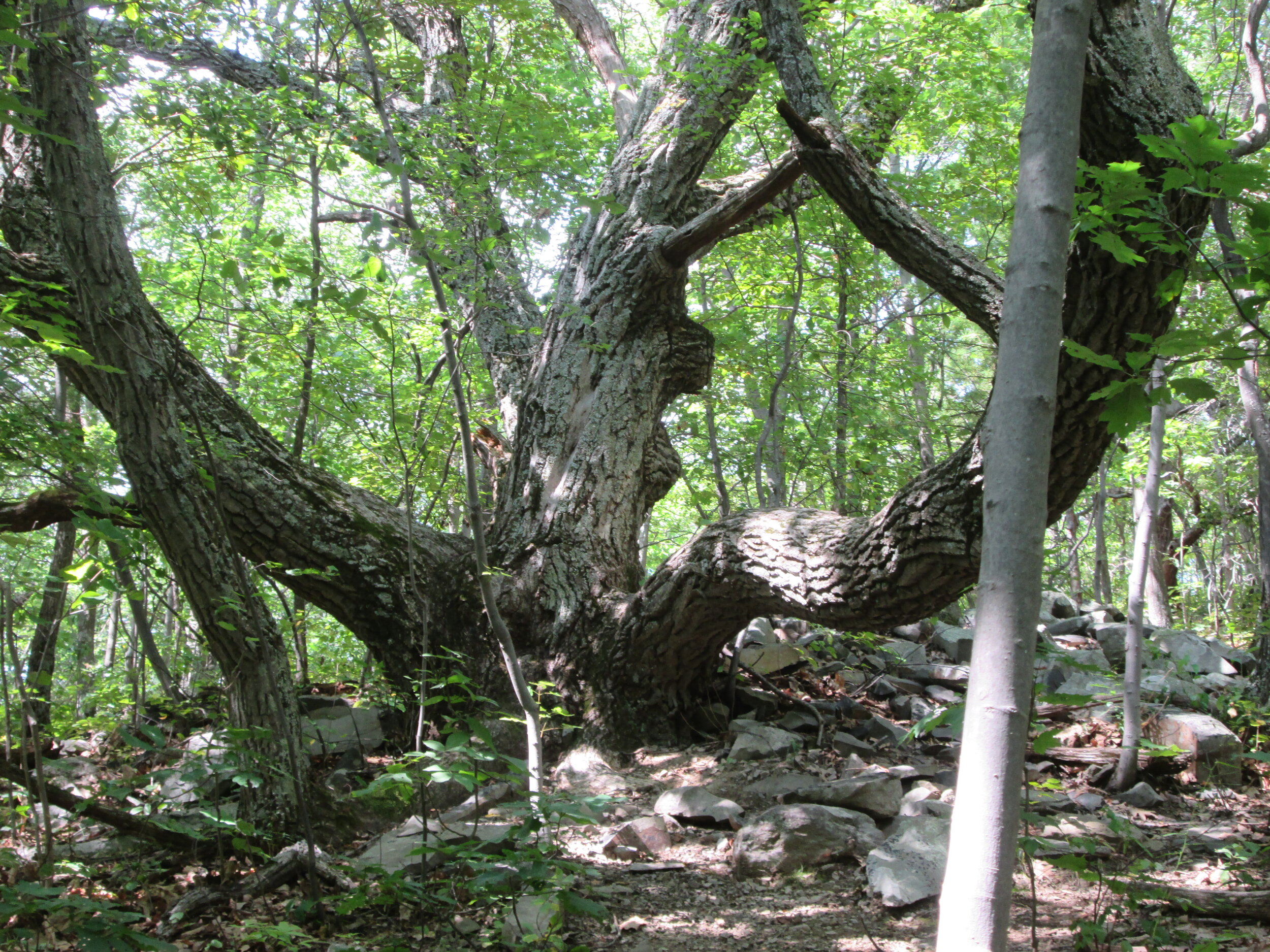 White Oak on Bennett Hill