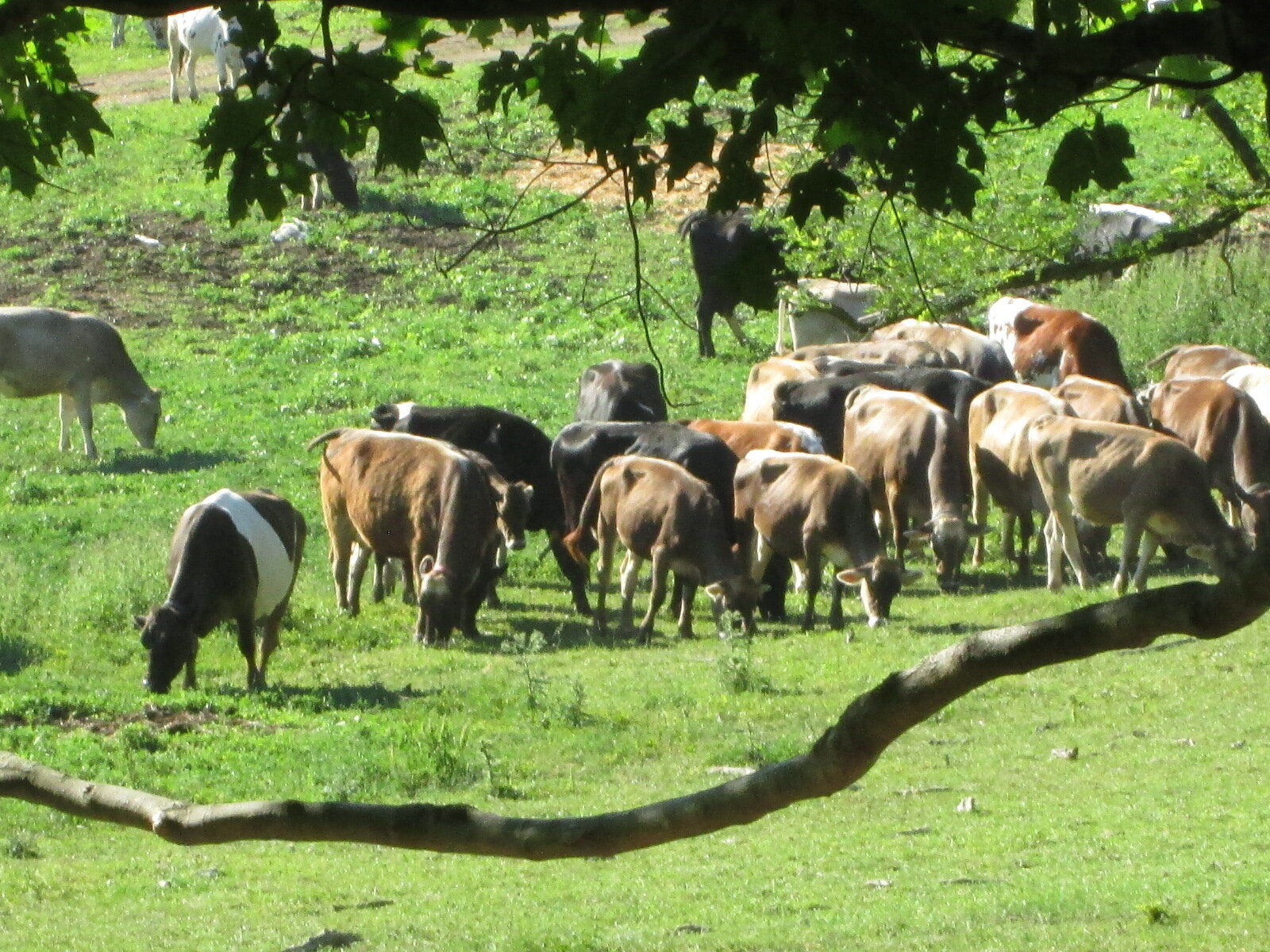 Cows grazing near Bennett Hill