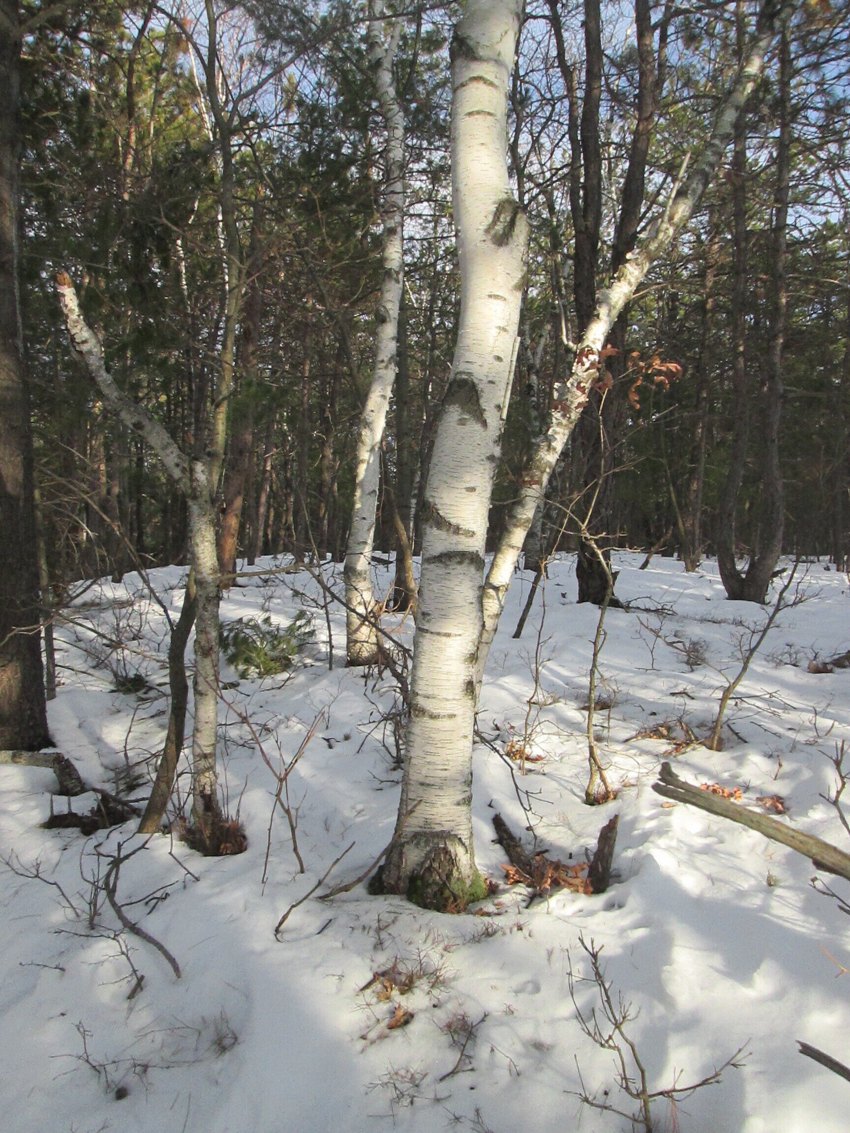 Bennett Hill Birch Trees in the Snow