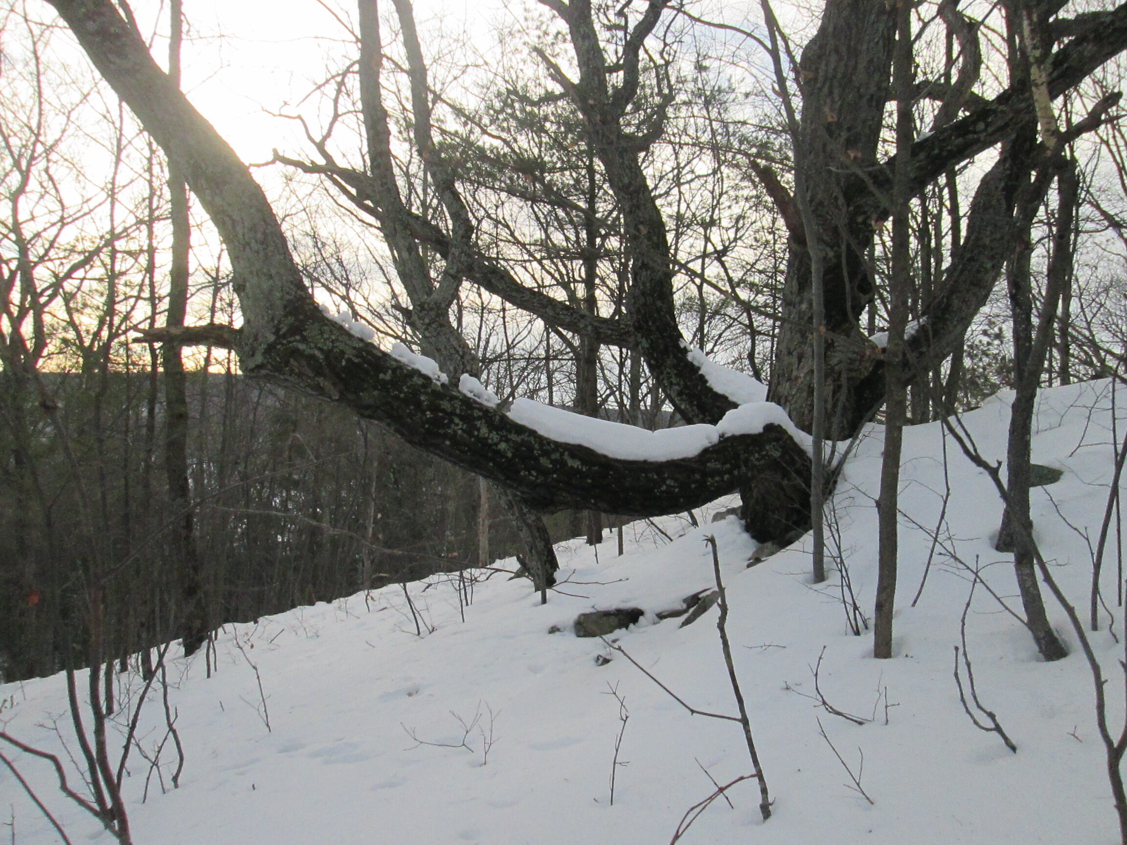 _2470 Bennett Hill White Oak in Snow.JPG