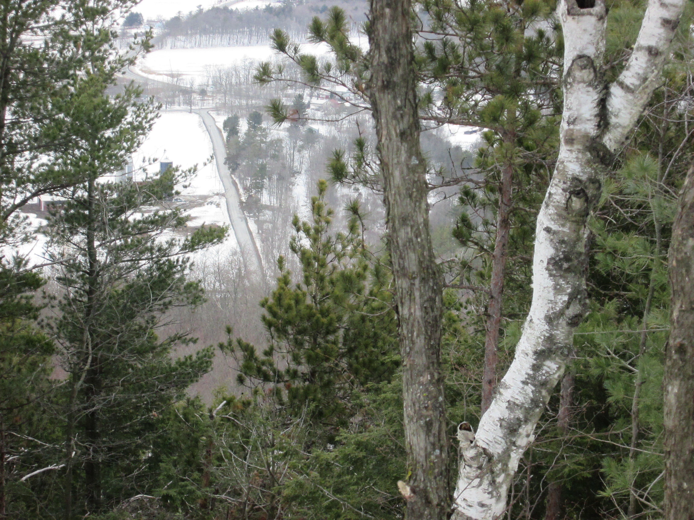 _2466 Bennett Hill View with Birch.JPG