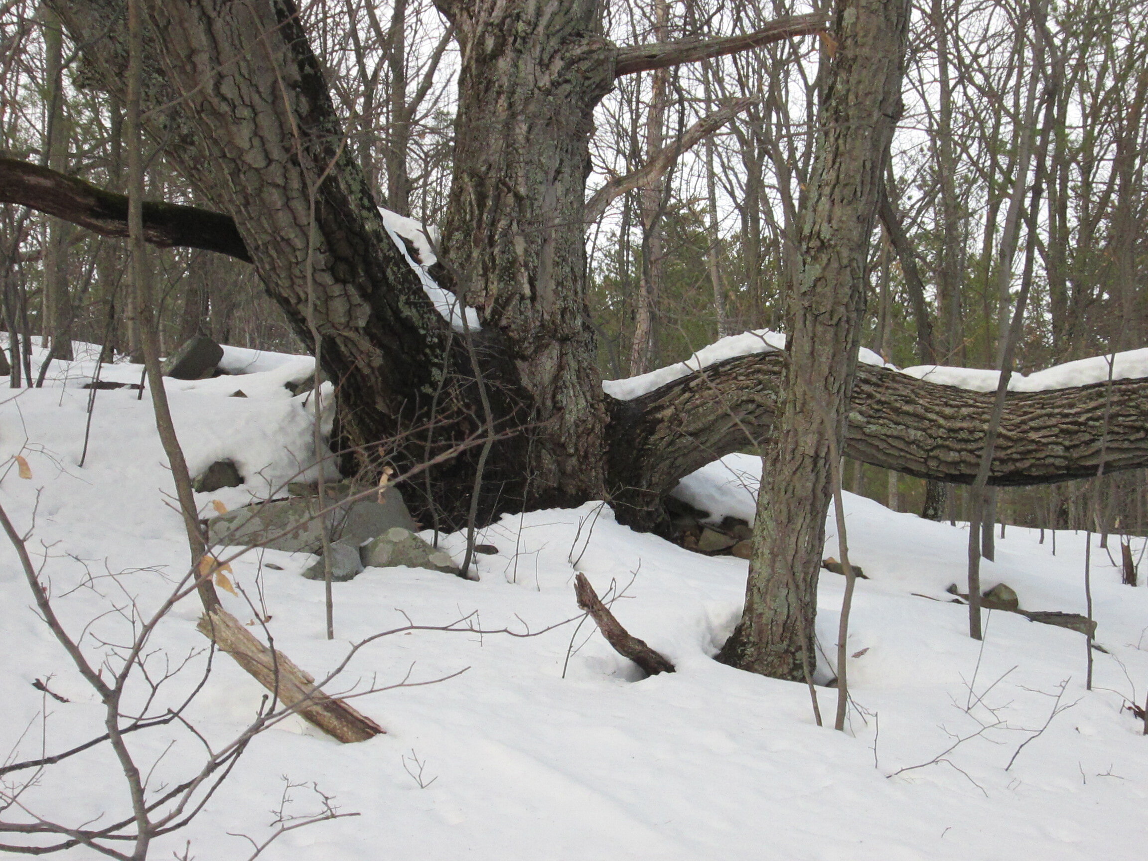 _2471 Bennett Hill White Oak in Snow.JPG