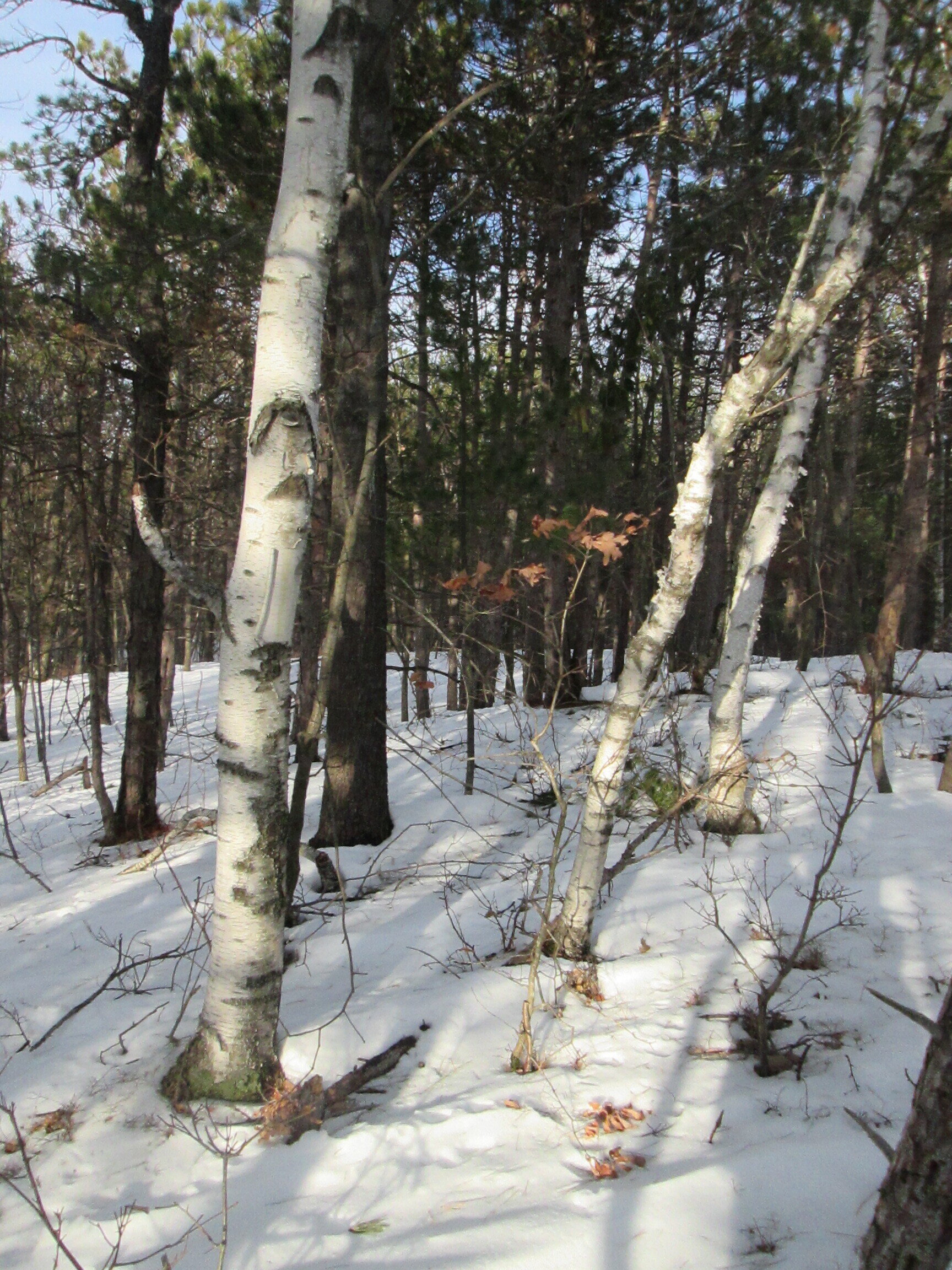 _2469 Bennett Hill Birch.JPG