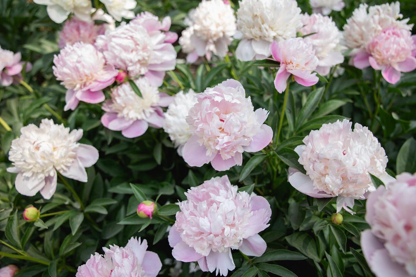 It&rsquo;s officially peonies season at the arboretum in Ann Arbor and boy I can&rsquo;t get enough! They only last for a couple of weeks in full bloom and make for the perfect photo backdrop 🌸