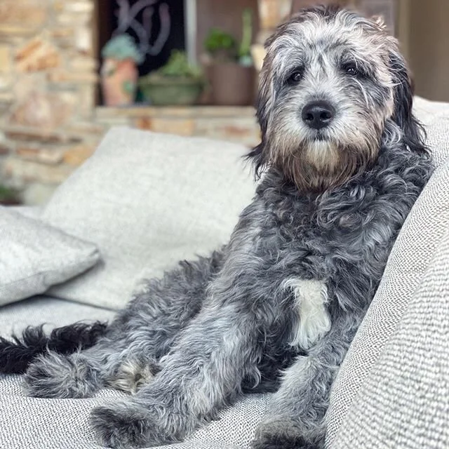 grandpa @toddthedood is 7 months old today!! 👨🏻&zwj;🦳