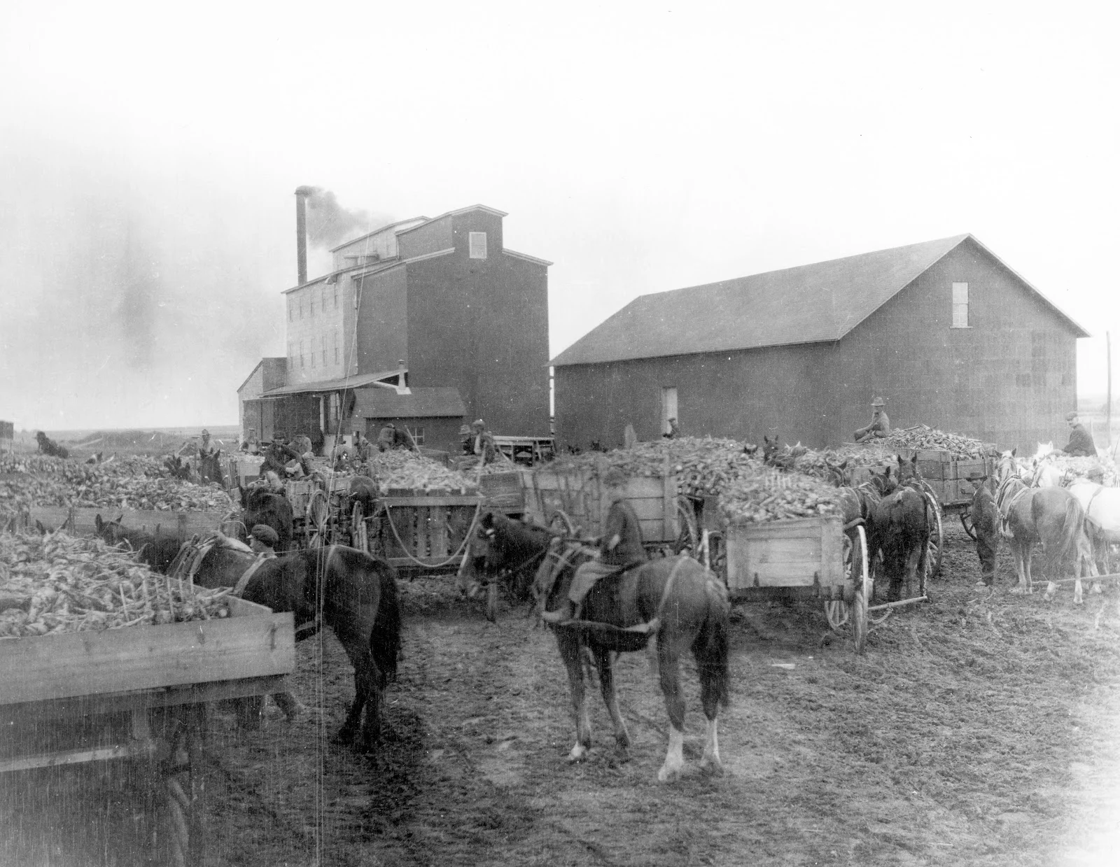 Raymond Sugar Beet and Flour Milling Industries, 1902. Courtesy the Galt Museum & Archives: P19871034037