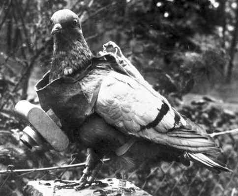 This pigeon could take aerial photos of the opposition.