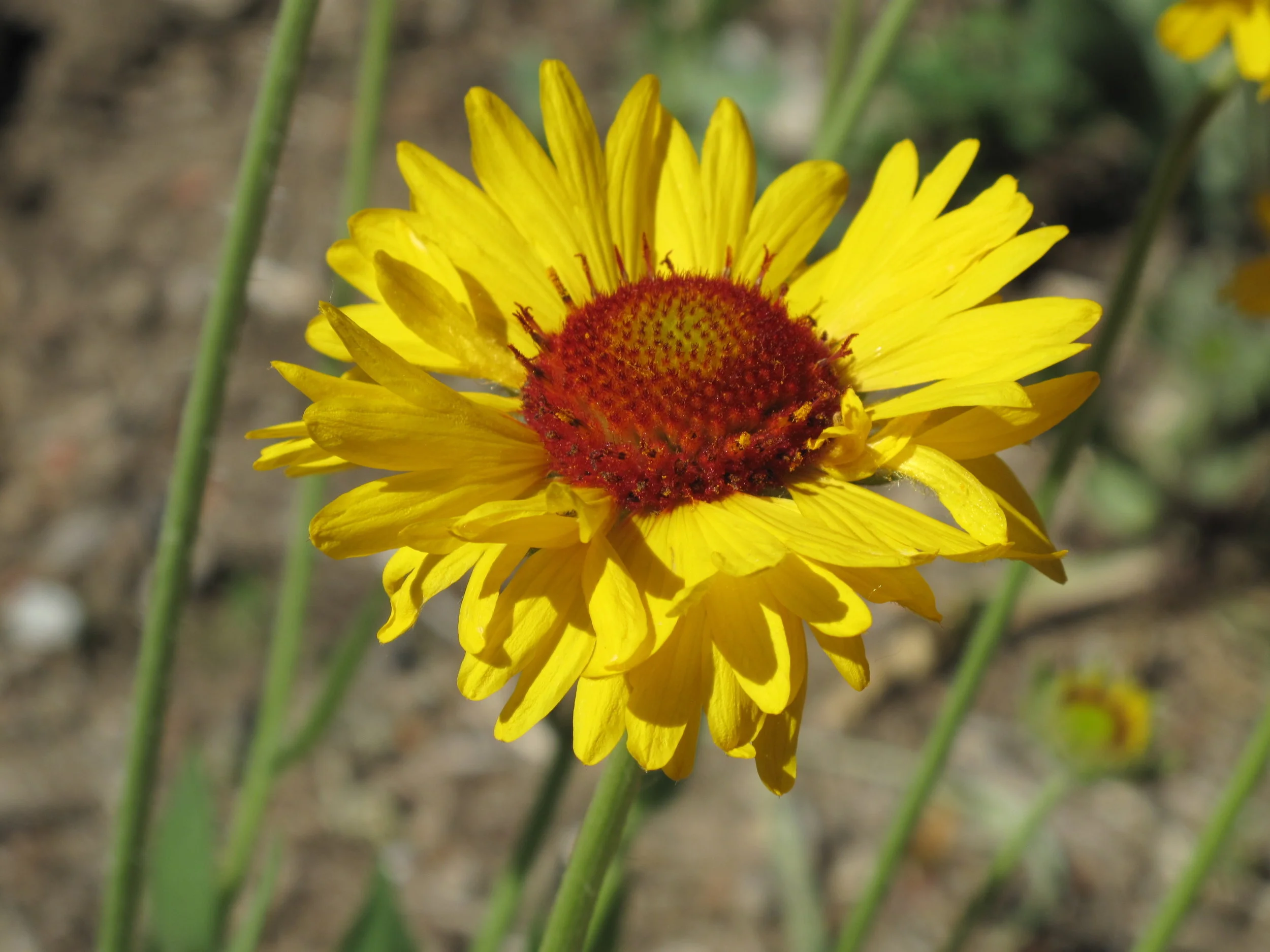 Gaillardia aristata