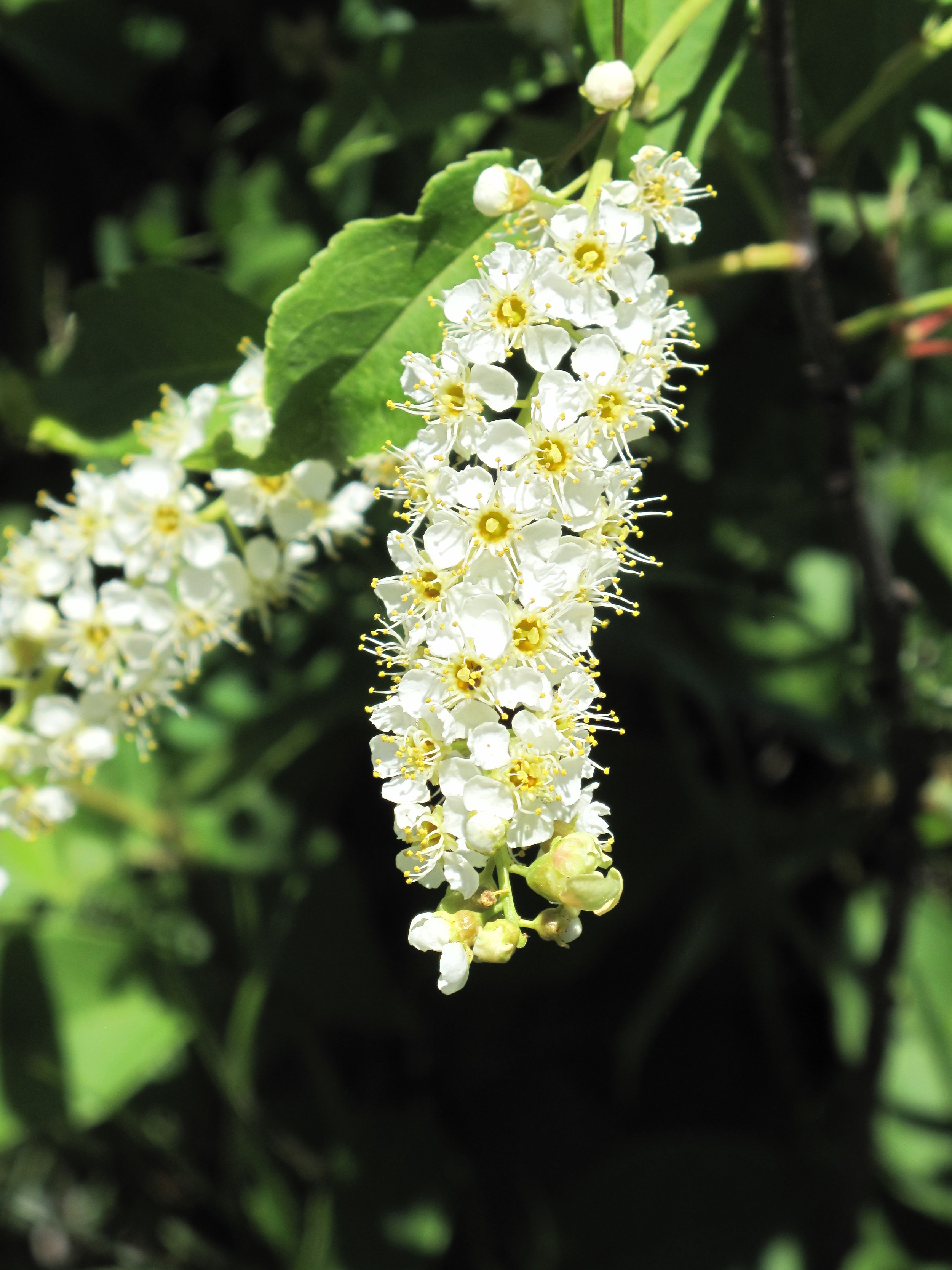 Prunus virginiana